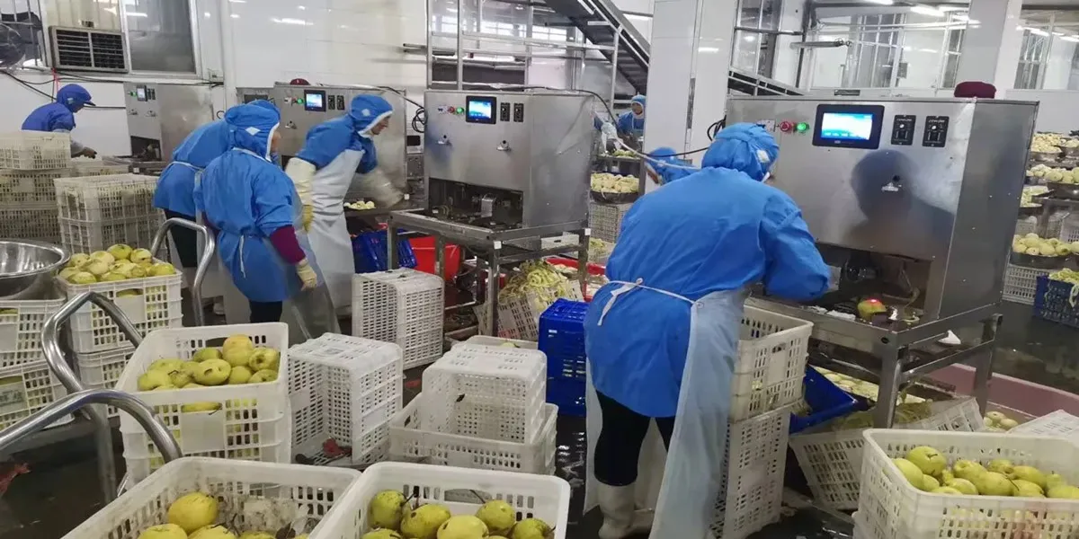 راهنمای بررسی دستگاه هسته‌ گیر میوه